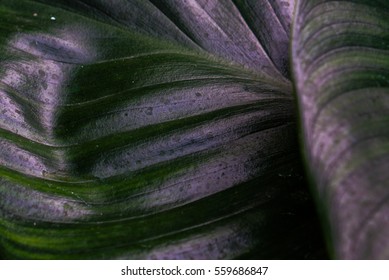 Texture of leaf;nature background
