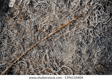 Texture of lifeless river dried river bed. Background image. Macro photo.