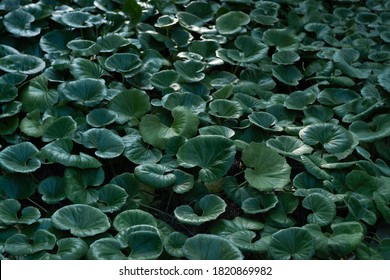 texture of the lilypads for some background