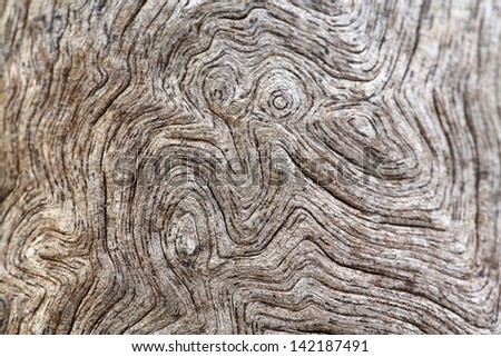 Similar – Image, Stock Photo Elephant eye? Knothole