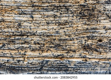 Texture Of Log Damaged By Wood Pests. Wooden Pattern For Background