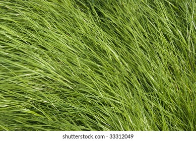 Texture Of Long Grass Growing In Meadow