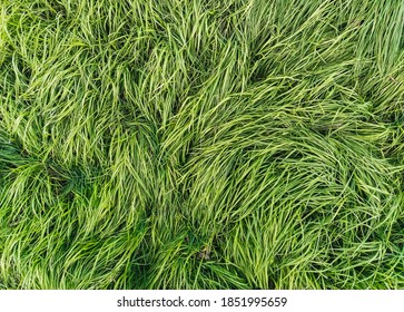 The Texture Of Long, Tall Green Grass, Close-up, Wet With Dew. Photography, Copy Space