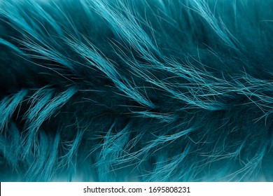 Texture Of Long-haired Arctic Fox Fur, Sea Wave Color. Close Up. Background, Wallpaper. Natural Fur, Dyed. Fur Farming.