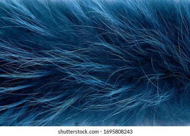 Texture Of Long-haired Arctic Fox Fur, Color Blue. Close Up. Natural Fur, Dyed. Fur Farming.