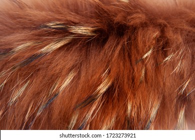 Texture Of Long-haired Raccoon Fur, Color Red. Close Up. Natural Fur, Dyed. Fur Farming. Background, Wallpaper.