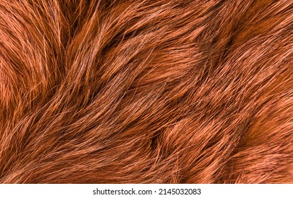 Texture of long-haired raccoon fur, color red. Close up. Natural fur, dyed. Fur farming. Background, Wallpaper. High quality photo