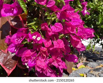 Texture From Magenta Bougainvillea Flowers