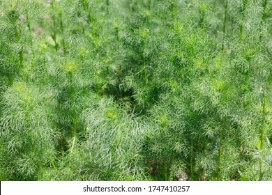 Texture Of Many Chamomile Leaves, Green Natural Background.