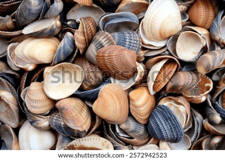 Texture of many seashells lying in one pile.