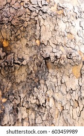 texture map / tree skin
