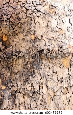 texture map / tree skin