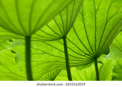 A texture material for backgrounds featuring beautiful lotus leaves illuminated by light. Variations in angle and texture.                               