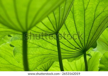 A texture material for backgrounds featuring beautiful lotus leaves illuminated by light. Variations in angle and texture.                               
