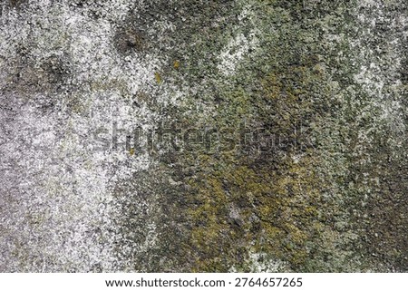 Texture of mossy wall surface, aged concrete Texture of mossy wall surface, aged concrete 