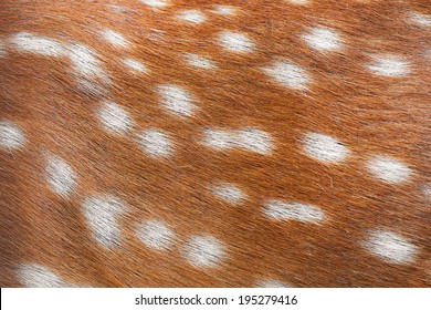 Texture Of Mottled Deer Fur