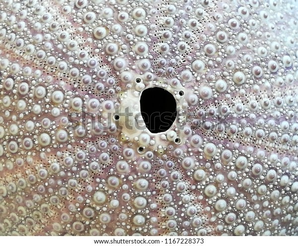 Texture Naturali Dal Mare Profondo Conchiglie Backgrounds Textures Stock Image 1167228373