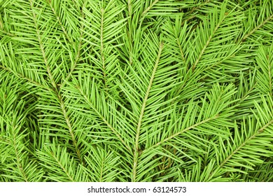 Texture Of The Needles Of Noble Fir