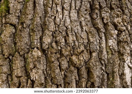 Texture of oak bark from the Quercus or oak tree as a background. Wooden tree texture.