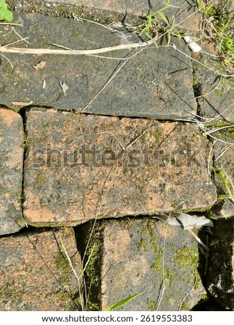 The texture of an old brick wall structure, pathway structure with visible of weathering and moss growth, walkway grass moisture presence vegetation growing between the bricks, close-up brick section
