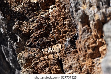Texture of old decaying  stump tree as background, macro