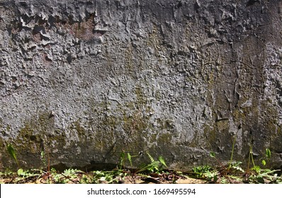 Texture Of An Old Grey Wall With Peeling Paint And Dandelion Plants Breaking Through The Joints Of The Masonry