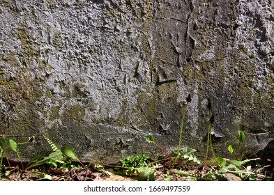 Texture Of An Old Grey Wall With Peeling Paint And Dandelion Plants Breaking Through The Joints Of The Masonry