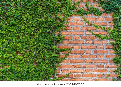 Texture of old Orange brick wall large and green vine leaves that grows naturally background - Powered by Shutterstock