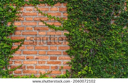 Texture of old Orange brick wall large and green vine leaves that grows naturally background