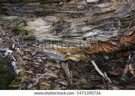 Texture of old rotten stump driftwood closeup in the forest