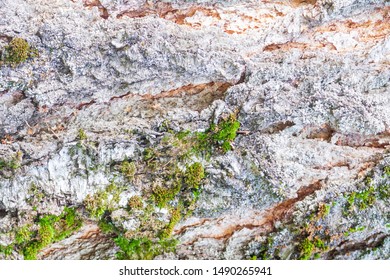 Texture Of Old Tree Bark With Moss, Background, Landscape, Top View