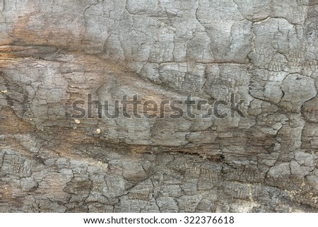 texture of an old tree without bark. charred wood