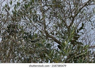 texture of olive tree leaves and branches