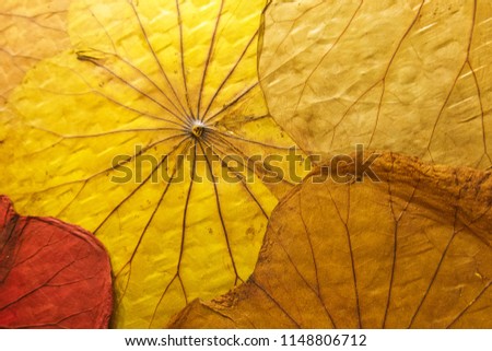 Similar – Foto Bild Detail eines Smilax-Asperablattes mit Sonnenlicht und Bokeh-Hintergrund