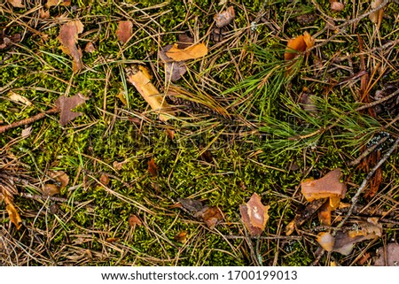 texture on the ground in the forest fir cones, moss, grass, pine needles, leaves. Forest soil texture background