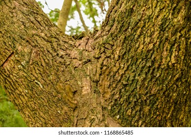 Texture on tree