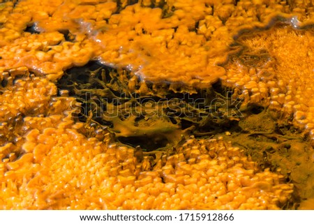 Texture of orange bacterial mat and algae in a hot thermal pool closeup - Yellowstone National Park, WY - USA
