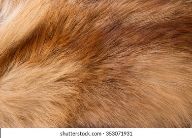 Texture orange fox fur, high pile. Background