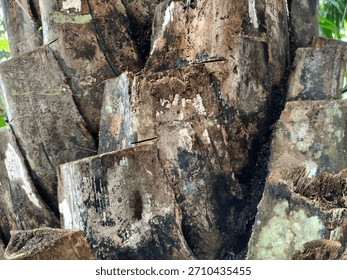 The texture of the outermost part of the tree bark is very hard and has various shapes.