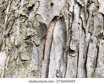 The texture of the outermost part of the tree bark is very hard and has various shapes.