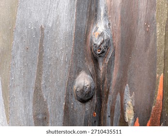 The texture of the outermost part of the tree bark is very hard and has various shapes.