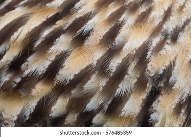 The texture of owl feather 
