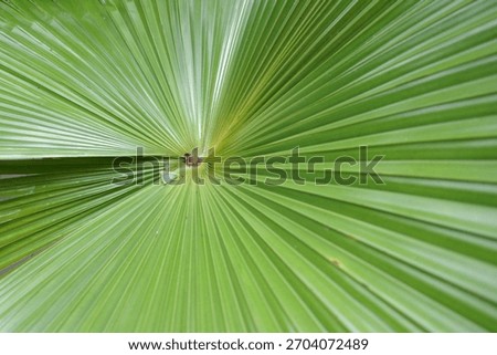 The texture of the palm tree leaves forms rays emanating from the center.