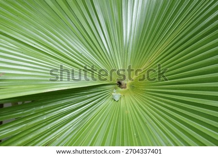 The texture of the palm tree leaves forms rays emanating from the center.