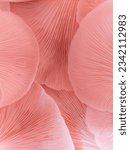 Texture paradise: Glimpse the underside of Oyster mushrooms.
