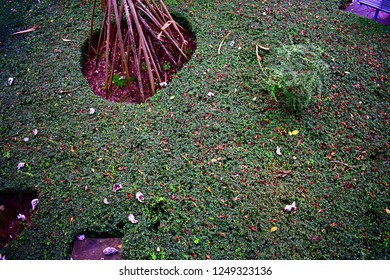 texture of the park
