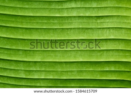 Image, Stock Photo Corrugated Exotic