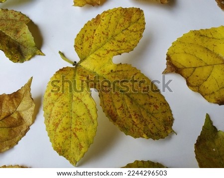 texture of passion fruit leaf in yellow with brown spots on a white background