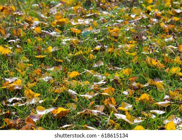 Texture, pattern, background. Autumn leaves carpet the ground. Autumn leaves on grass