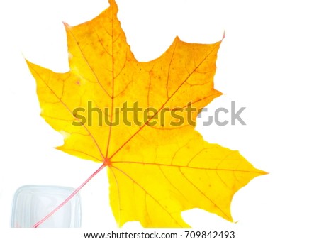 Texture, pattern, background. Autumn leaves on a tree, Maple leaves. the leaf of the maple, used as an emblem of Canada. Stockfoto © 